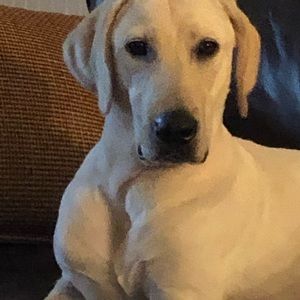 Meet your Posher, Joel